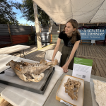 Woman at table with fossils laid out