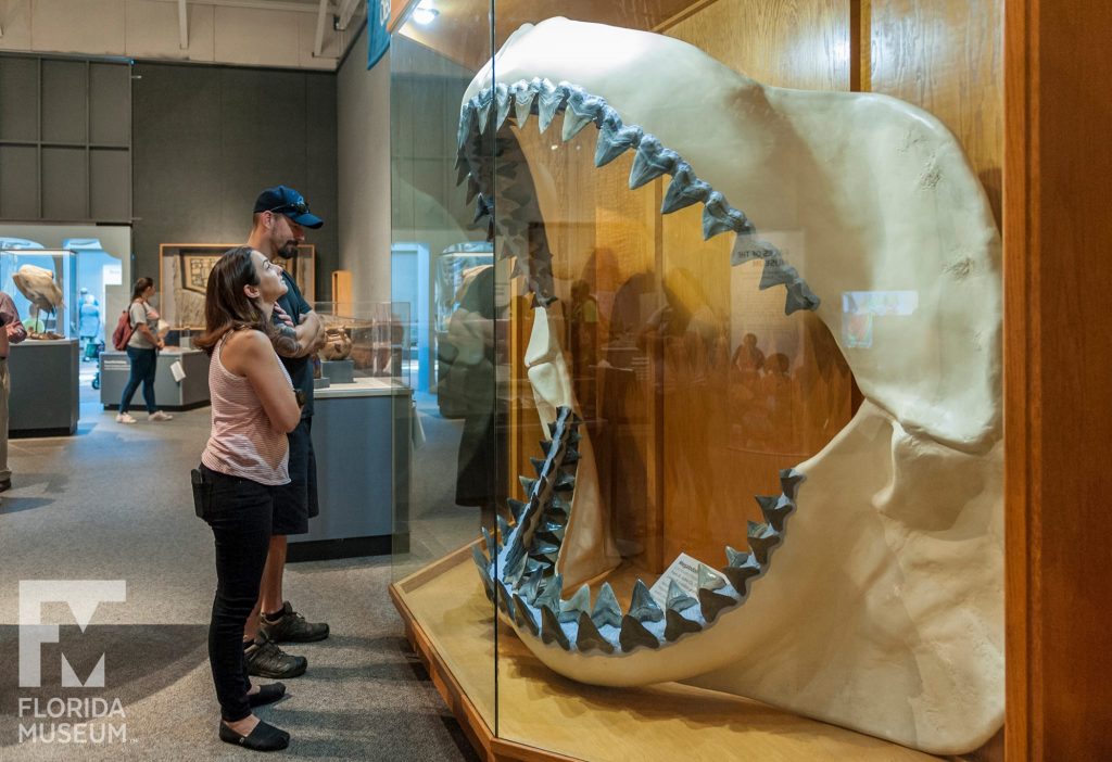 guests examined megalodon