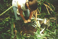 Dr. Kitty Emery coring for agricultural soils at Motul