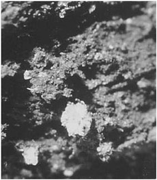 Figure 15.4. Calcium sulfate crystals, Page-Ladson Stratum 2A. Photo by Aucilla River Prehistory Project.