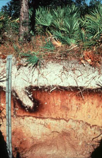 Animal burrow within a soil profile
