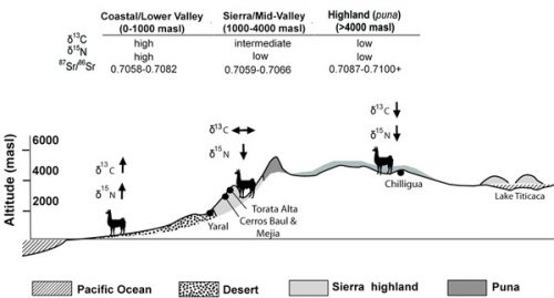 Fig 2: Camelid isotopic chemistry results (Thornton et al. 2011)