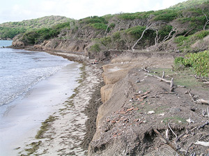 Grand Bay coast (Photo by Scott M. Fitzpatrick)