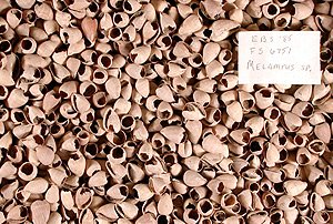 Thousands of Melampus sp. (coffee bean snails) recovered from a En Bas Saline feasting pit