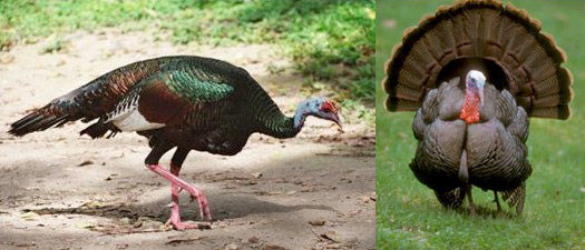 The ocellated turkey (Meleagris ocellata, left) and the Mexican turkey (Meleagris gallopavo, right).