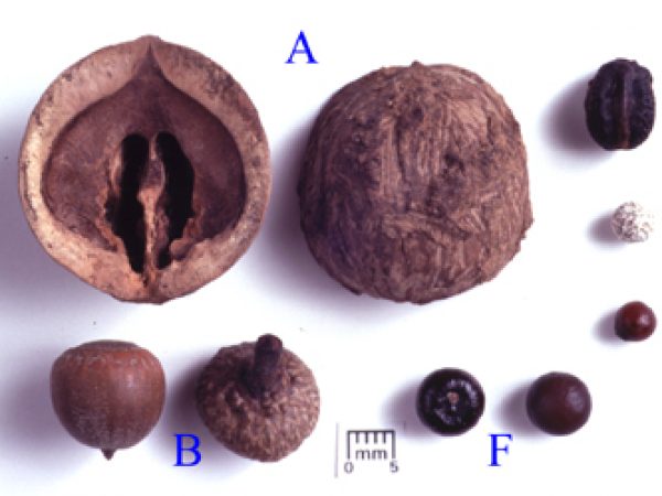 Lake Monroe Outlet Midden seed specimens