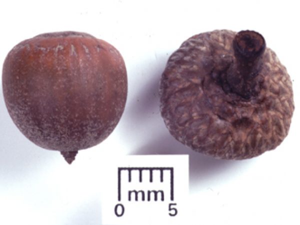 seed specimen