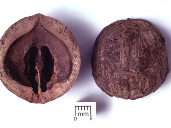 Modern comparative specimen of hickory, Carya sp.