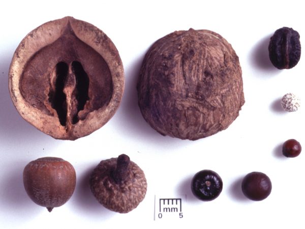 Modern comparative seeds representing species that were identified from the Lake Monroe Outlet Midden