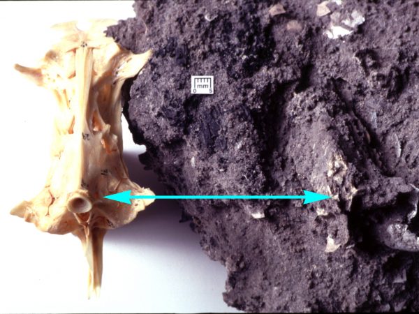 The blue arrow shows a modern freshwater catfish skull