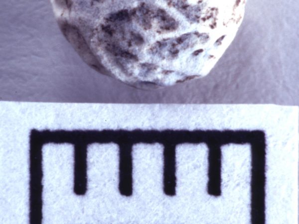 Modern comparative specimen of hackberry, Celtis sp.