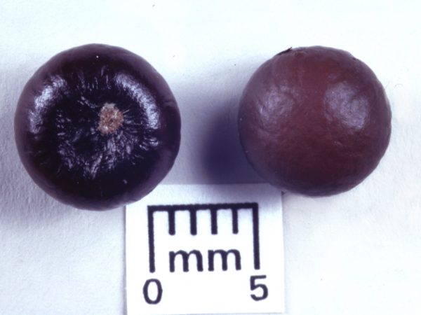 Modern comparative specimen of cabbage palm, Sabal palmetto.