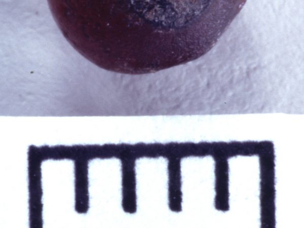 Modern comparative specimen of greenbrier, Smilax sp.