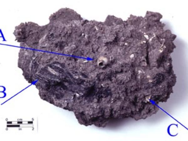 a fire pit (hearth) that has locked plant and animal remains