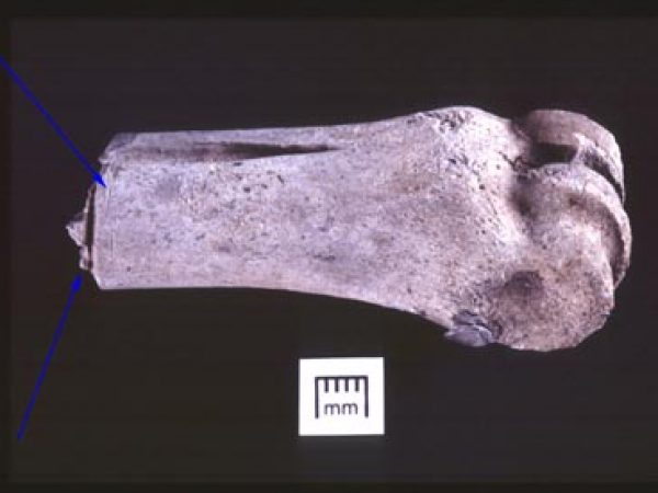 This white-tailed deer (Odocoileus virginianus) metapodia