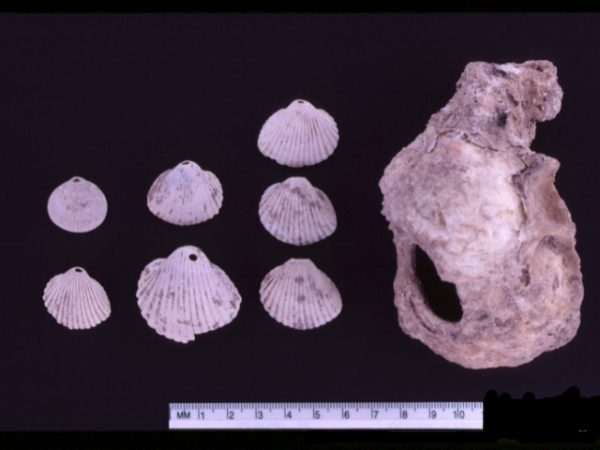 Perforated marine shells