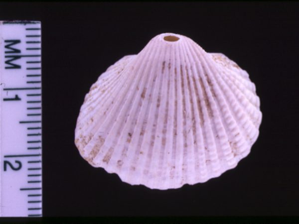 shell with drill hole