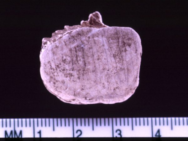 Marine Resources from lake monroe