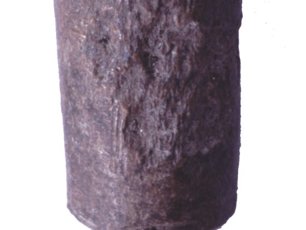 cut long bone shaft
