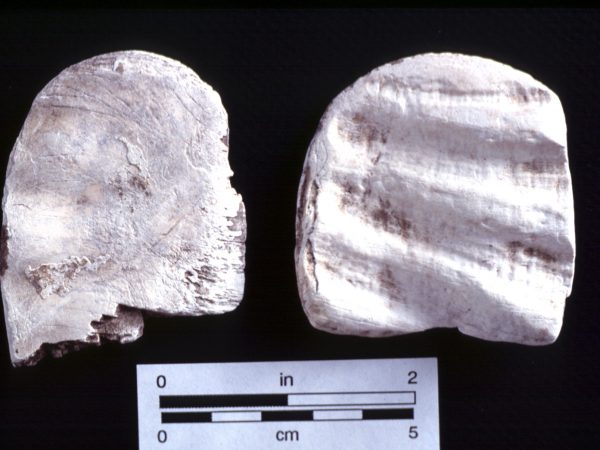 shell celt made from the aperture margin of queen conch