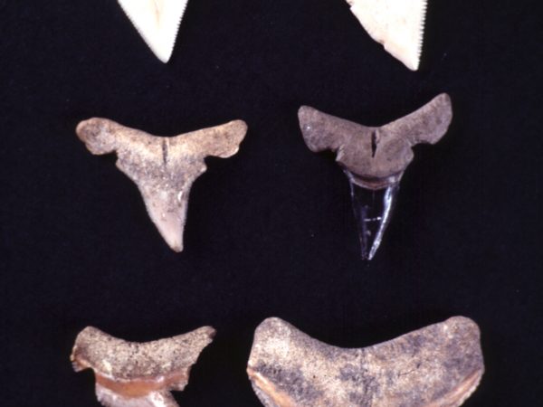 Shark teeth arifacts