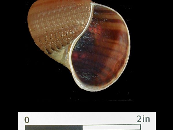 Pomacea shell