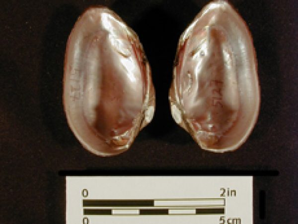 Unionidae specimens