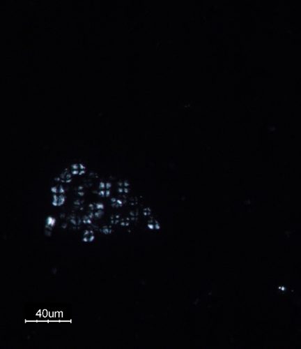 starch grains under polarized light with "extinction cross"