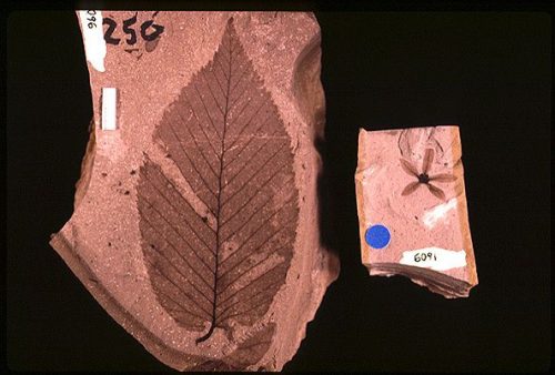 fossil leaf and flower