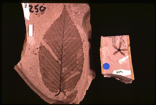 fossil leaf and flower
