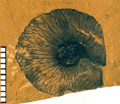 flower seed fossil