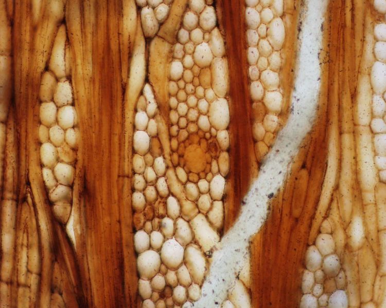 UF321C-54683: Tangential section of Eocene wood from the mulberry family, Welkoetoxylon multiseriatum, showing multiseriate rays with sheath cells and latex tube. IAWA Journal 36 (2): 158-166.
