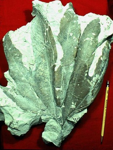 fossil lobed leaf