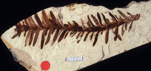 Holotype fossil plant