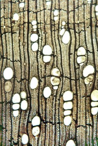 Clarnoxylon blanchardii wood, cf. figure 1 in Manchester, S.R. and E.A. Wheeler. 1993. Extinct juglandaceous wood from the Eocene of Oregon and its implications for xylem evolution in the Juglandaceae. International Association of Wood Anatomists Journal 14:103-111.