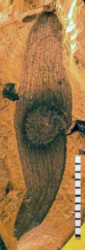 fossil fruit section