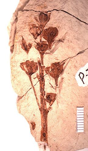 fossil of flowers