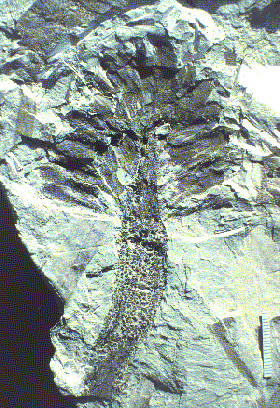 Fossil of Archaeanthus, a 100 million year old angiosperm.