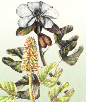 Illustration of Archaeanthus, a 100 million year old angiosperm.