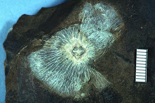 fossil fruit