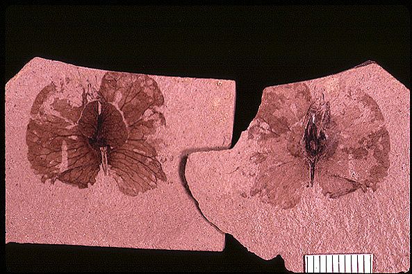 fossil flower seed