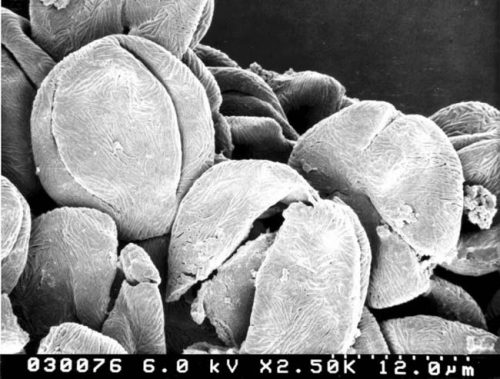 electro magnified fossil seeds