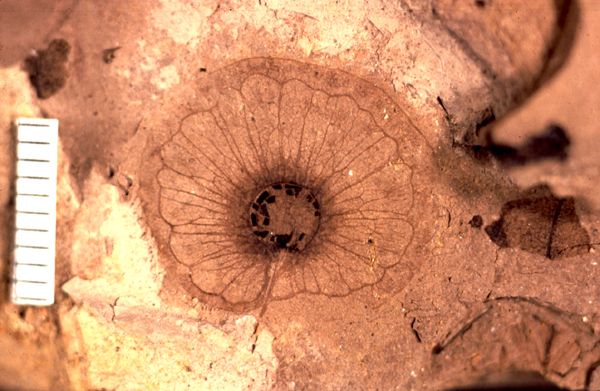 fossil flower