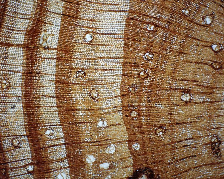 UF321A-55944: Fossil conifer of Pinus sp. from the Green River Formation, Southwestern Wyoming, showing clear growth ring and resin canals.