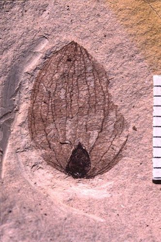 fossil fruit