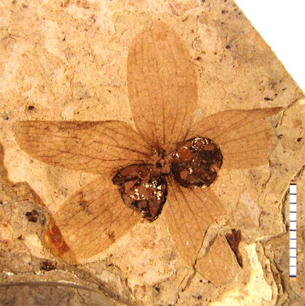 fossil flower and fruit