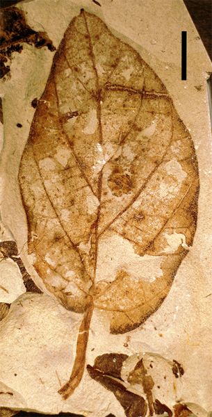 A leaf specimen of Goweria bluerimensis (Icacinaceae). This photo is a composite image of the part and counterpart. The leaf was collected from the uppermost Lower Eocene Bridger Formation in southwestern Wyoming. UF 15761N-57228. Scale bar = 10 mm. This species is described in: Allen SE, GW Stull, SR Manchester 2015 Icacinaceae from the Eocene of western North America. Am J Bot 102: 725-744.