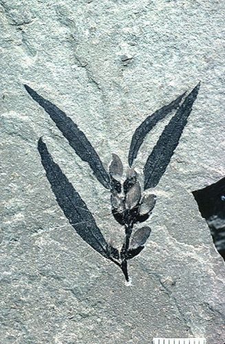 fossil leaves and flowers