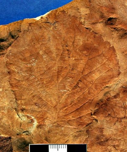 fossil leaf with veins