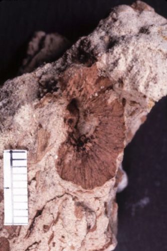 fossil fruit impression